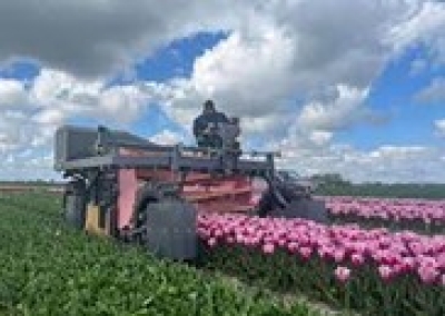 excursie tulpenbollenbedrijf 1